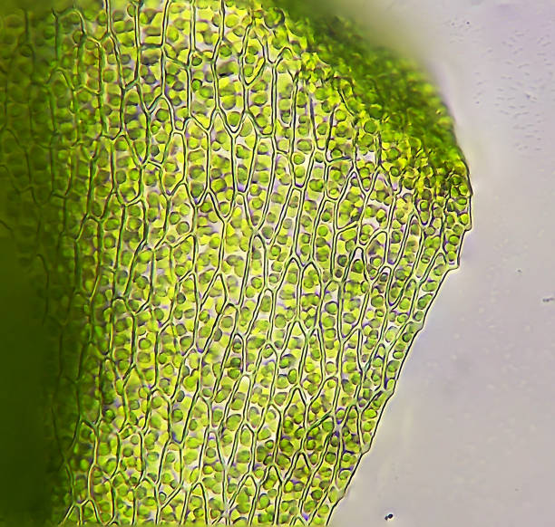 Algae water plant leafs, microscope magnification stock photo
