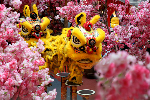 Acrobatic lion dance performance with cherry blossom decoration.