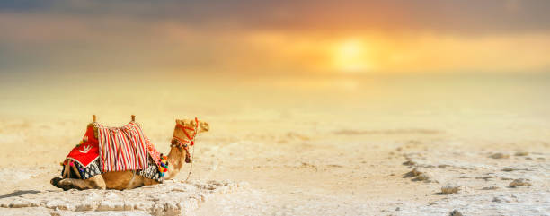 ラクダは砂漠と夕日のぼやけた背景に対して砂の上に座り、コピースペースがあります。ギザエジプト - camel fair ストックフォトと画像