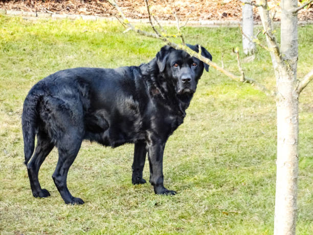 labrador retriever nero - dog black labrador retriever animal nose foto e immagini stock