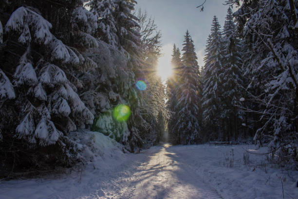 istock snow covered forest in winter with blue sky and tall fir trees 1366418127