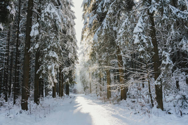 istock snow covered forest in winter with blue sky and tall fir trees 1366418747