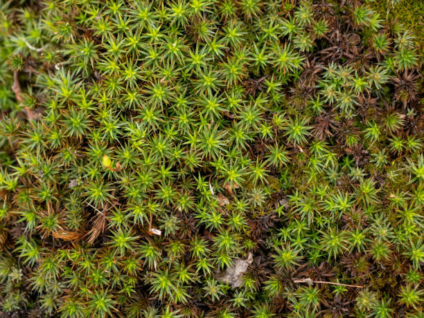 istock Green lichen, close-up. Haircap moss. 1366418779