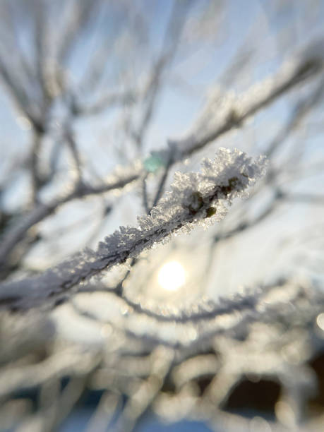 istock frost on the branch tree in early winter 1366419039