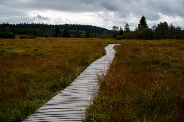 istock a wooden walkway for through grassland towards a coniferous forest 1366419088