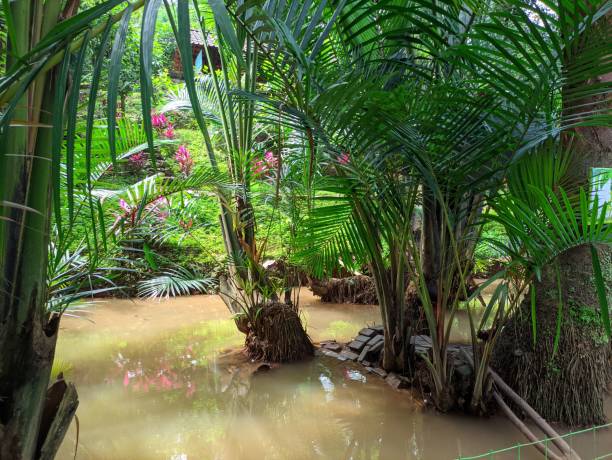 istock The giant palm tree has a large trunk and lush leaves 1366419388