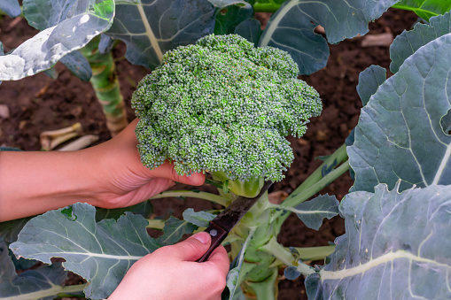 Close up view of female hands holding freshly cut broccoli plant. Farmer collecting vegetable harvest