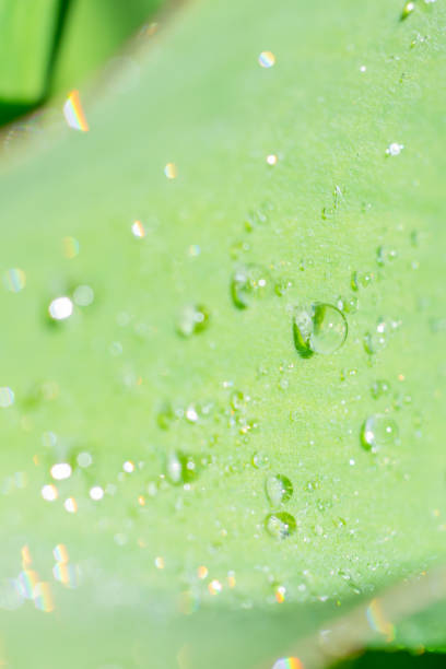 pionowe makro zdjęcie z kroplami wody po letnim deszczu na prostych promieniach słońca. - flame dew close up macro zdjęcia i obrazy z banku zdjęć