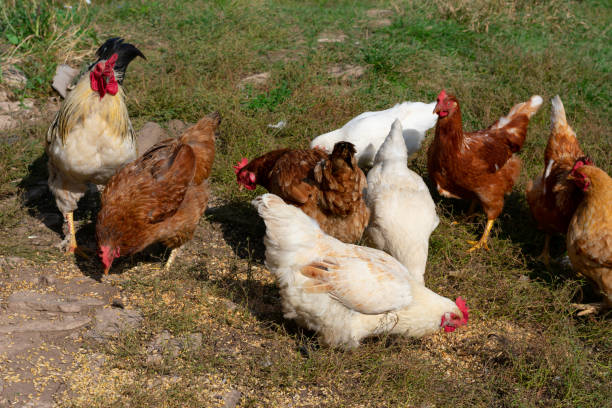 Lot of different domestic chicken feeding. Freely grazing poultry. Lot of different domestic chicken walking on farmyard. Feeding freely grazing poultry.Countryside ranch. chickens in the poultry yard eating stock pictures, royalty-free photos & images