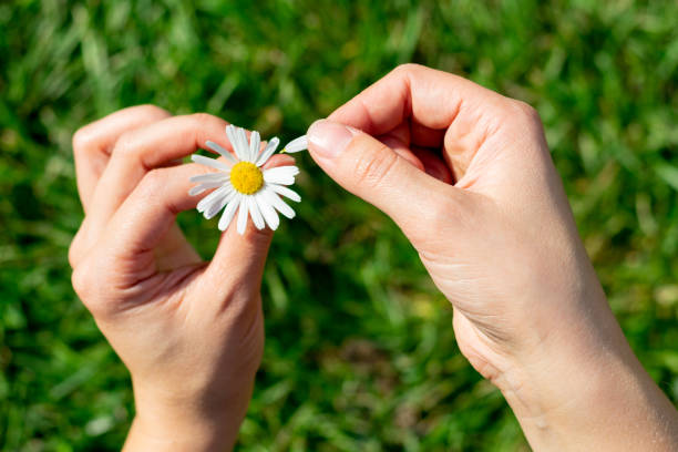 istock Young female hands hold one single white chamomile flower 1366420662