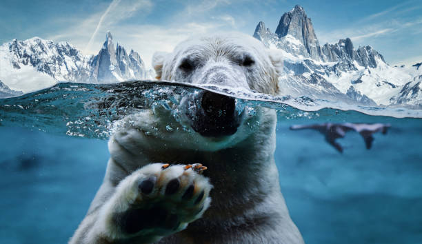 Polar Bear Polar bear polar bear stock pictures, royalty-free photos & images