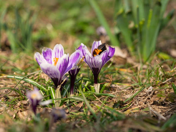 Colorful blooming crocuses flowers, spring flowers growing in garden, honeybee collecting honey
