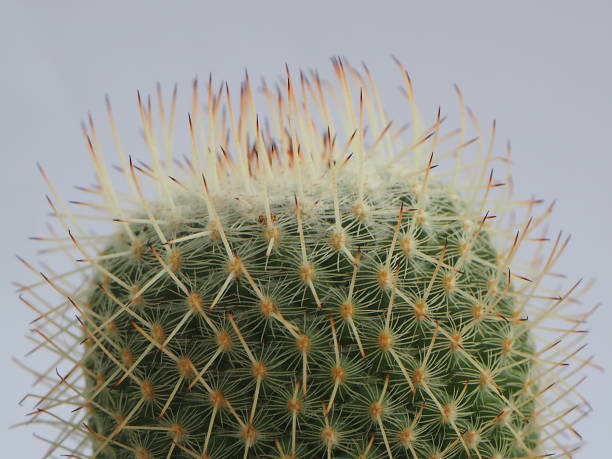 kwiaty kaktusa. mammillaria schumannii kaktus. kwitnący czerwony kwiat kaktusa lobivia. kaktus setiechinopsis mirabilis w doniczce pięknie kwitnie. - mammillaria cactus zdjęcia i obrazy z banku zdjęć