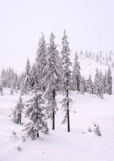 istock Snow-covered ski slope with trees on it. 1366423192
