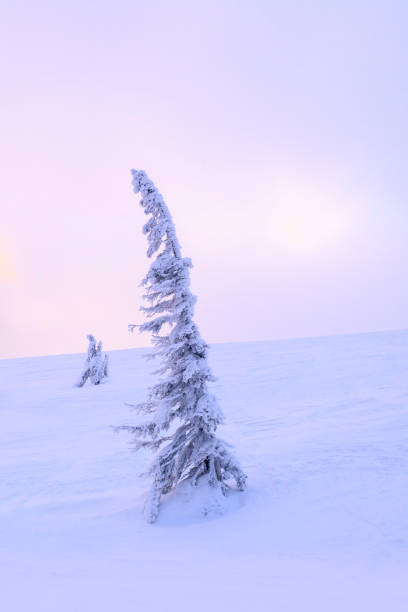 Snow-covered tree against the background of the rising sun.