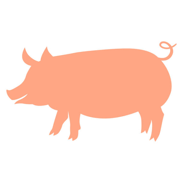 illustrazioni stock, clip art, cartoni animati e icone di tendenza di illustrazione della silhouette del maiale. immagine per l'agricoltura e l'agricoltura. - pig silhouette animal livestock
