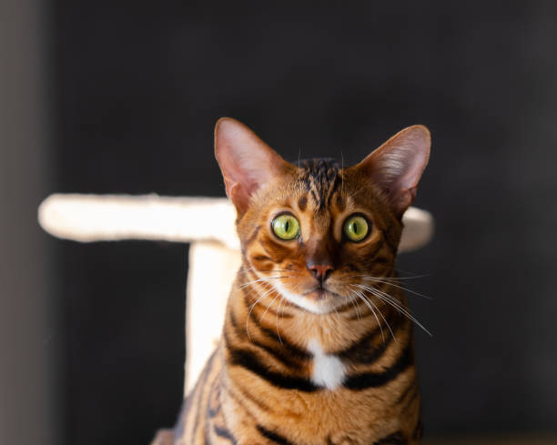 istock Portrait of a bengal cat, close up 1366423630