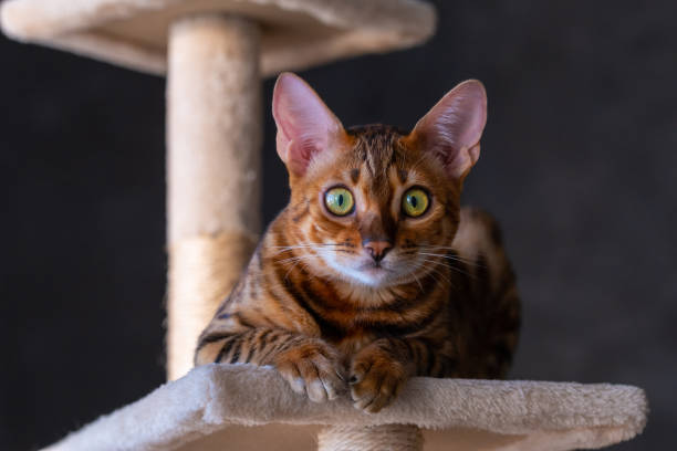 istock Portrait of a bengal cat, close up 1366423631