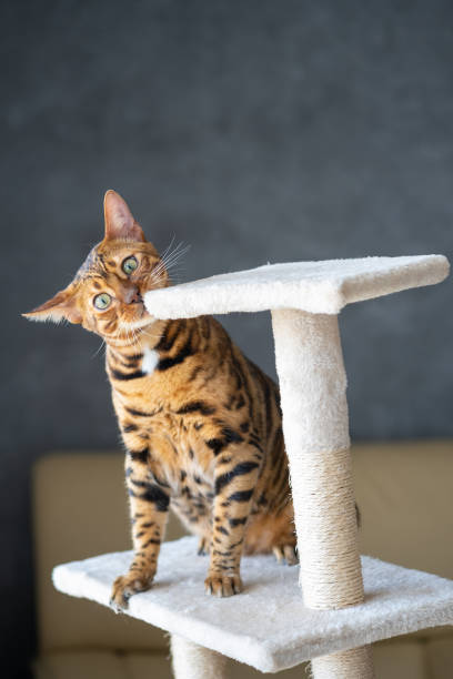 istock Portrait of a bengal cat, close up 1366423657