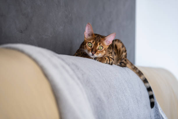 istock Bengal cat lies on a light leather armchair 1366423678