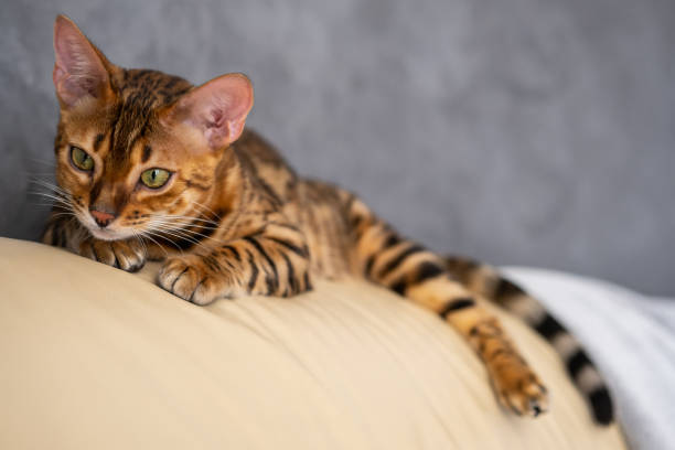 istock Bengal cat lies on a light leather armchair 1366423682