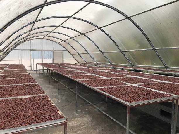istock Drying coffee bean. Coffee Solar Drying Plant Greenhouse. 1366423697