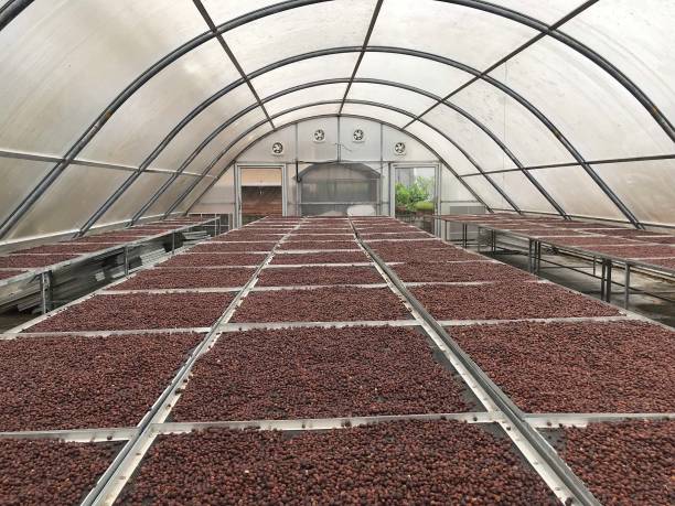 istock Drying coffee bean. Coffee Solar Drying Plant Greenhouse. 1366423699