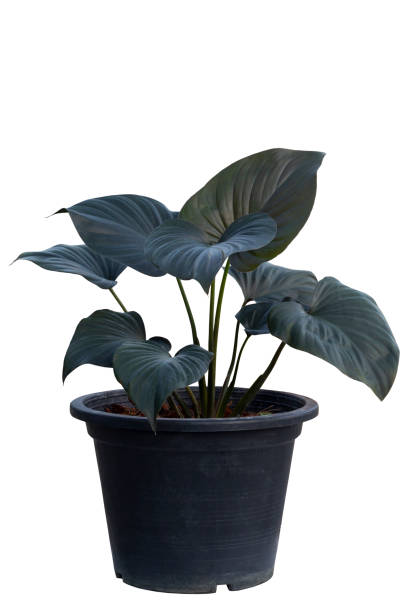 istock Homalomena cf. aromatica (Spreng.) Schott is growing in black plastic pot isolated on white background included clipping path. 1366424343