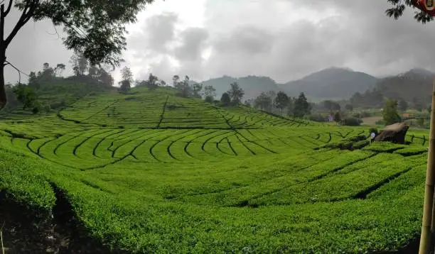 Rancabali tea plantation fields, Ciwidey, West Java, Indonesia