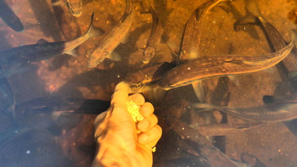 istock Fish that come to feed in the hand 1366424784