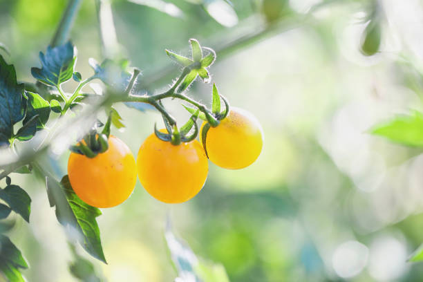 Outdoor grown fresh organic heirloom yellow cherry tomatoes growing on the vine in the vegetable garden. Extreme selective focus with blurred foreground and background.