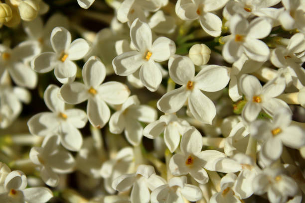 istock White flowers of lilac. Close-up. Background. Texture. 1366425629
