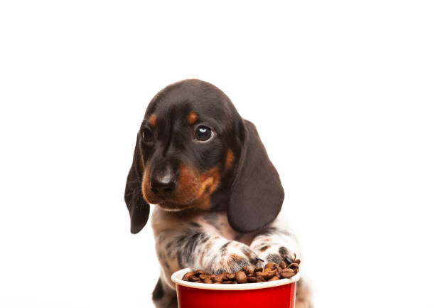 istock image of dog coffee cup white background 1366425841