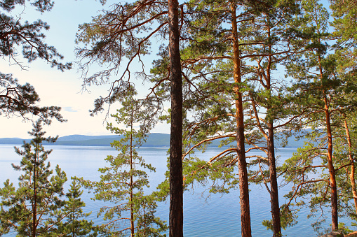 Beautiful view of the lake and mountains through the pine trees. Background. Scenery.