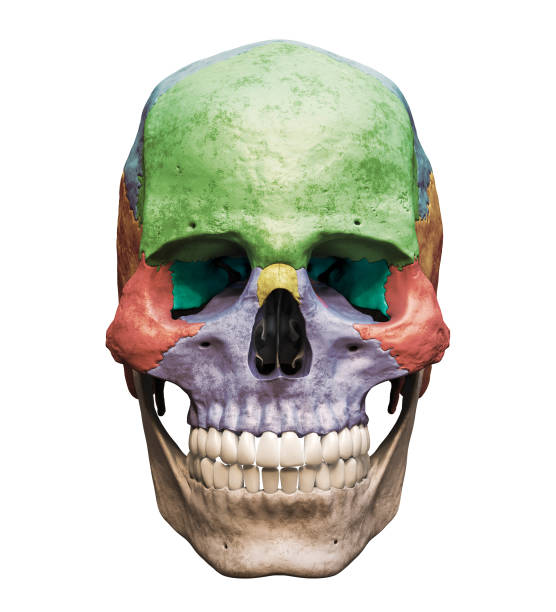 Horiozntal studio shot on white of vampire made mad by grief with (plastic) skull.