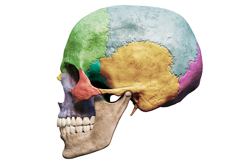Cráneo masculino humano anatómicamente preciso con huesos coloreados laterales o vista de perfil aislado sobre fondo blanco con espacio de copia ilustración de renderizado 3D. Cuadro anatómico y médico en blanco. photo