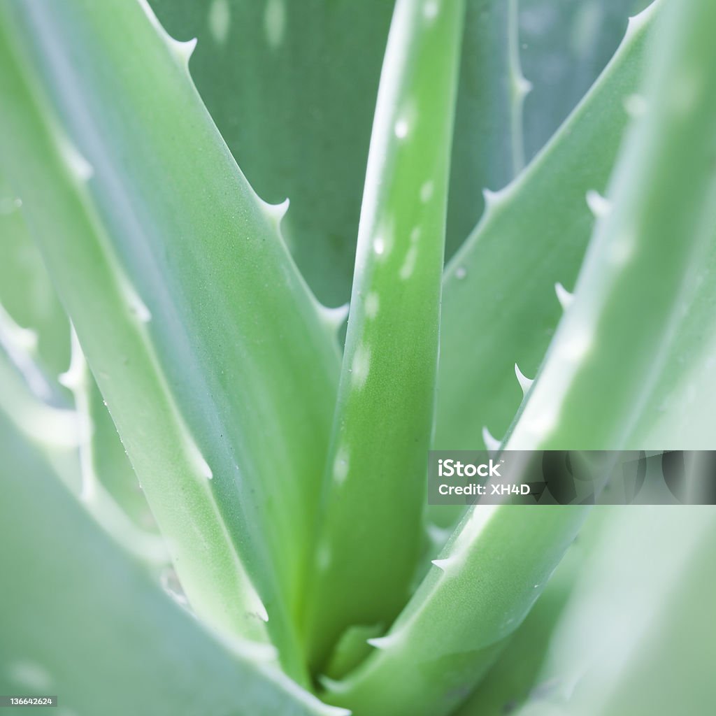 Aloe - Foto de stock de Babosa - Suculenta royalty-free