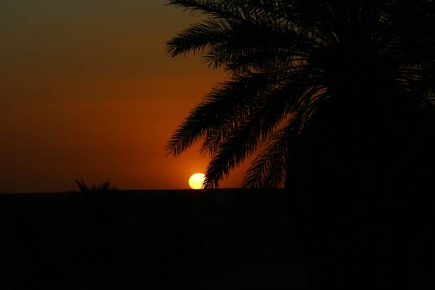 istock Tree Silhouette with sunset in the desert 1366427714
