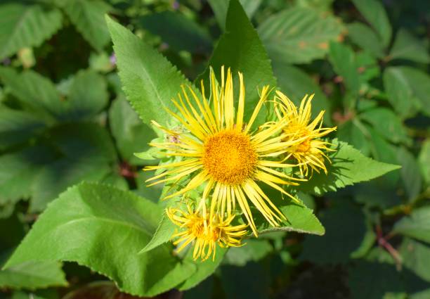 Blossoming Inula helenium, Elecampane, also called horse-heal or elfdock. Blossoming Inula helenium (Elecampane), also called horse-heal or elfdock. Medicinal plant, herbal medicine. inula stock pictures, royalty-free photos & images