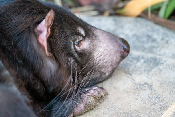 istock Closeup head of Tasmanian devil on the rock 1366427900