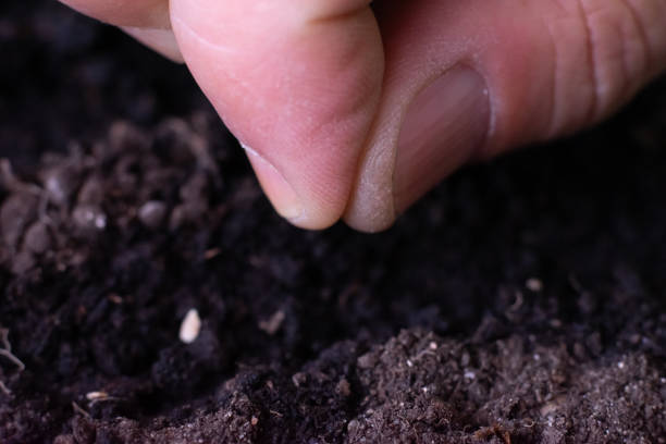 istock Farmer is putting tomato seeds into soil for growing. 1366428253