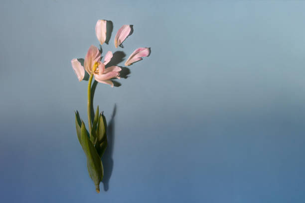 青い背景にシープレットの花びらを持つ白いチューリップを背景に - tulipe cup ストックフォトと画像