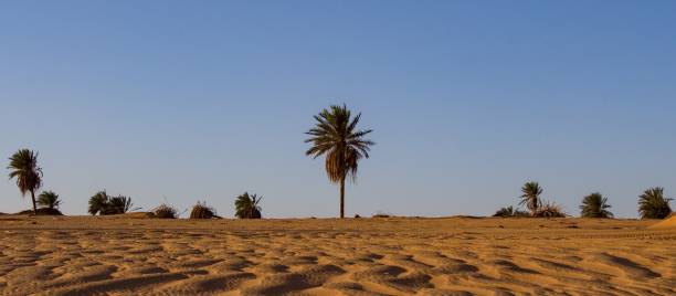 istock Palms trees in the desert 1366430435