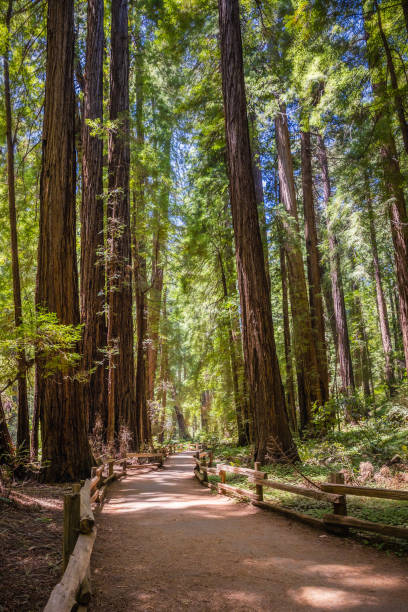 istock Walking path through giant redwood trees at the Muir Woods National Monument 1366430574