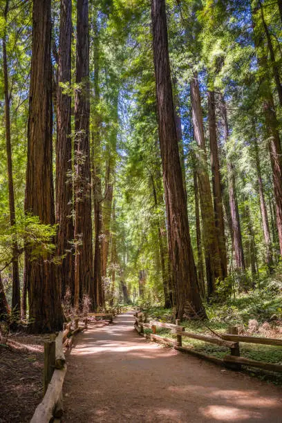 Photo of Walking path through giant redwood trees at the Muir Woods National Monument