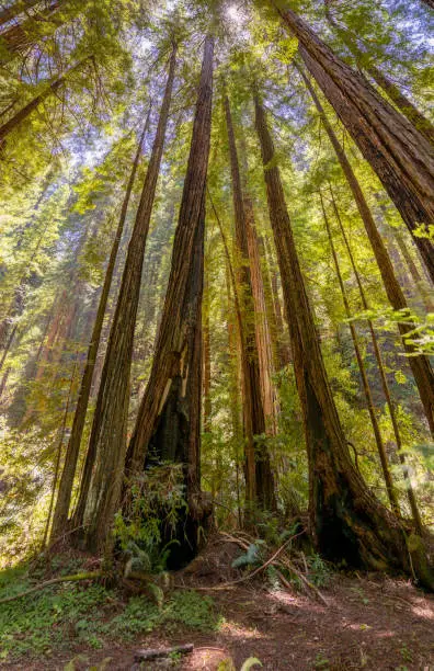 Photo of Towering giant redwood trees at the Muir Woods National Monument