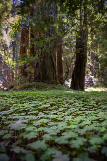 Photo of Closeup of a vibrant green foliage on a redwood forest floor- Selective Focus.