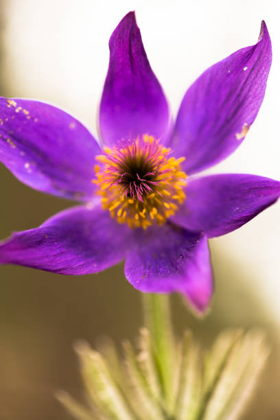 Greater pasque flower Greater pasque flower (Pulsatilla grandis) in spring, Ukraine pulsatilla grandis stock pictures, royalty-free photos & images