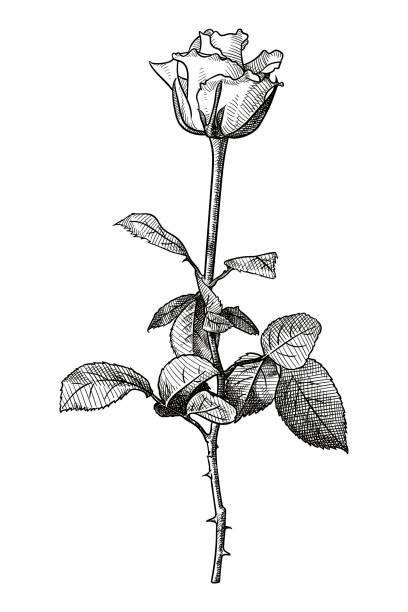 Old engraving style illustration of a rose flower