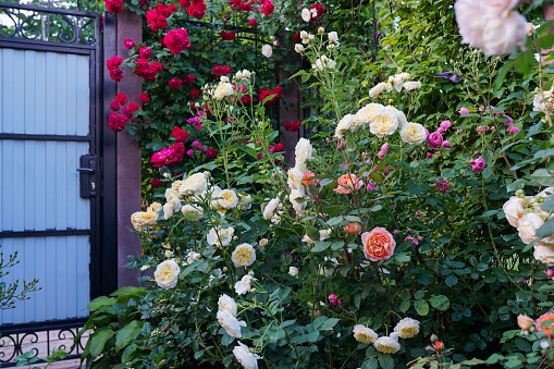 Roses bushes near rural house. Vacation at countryside